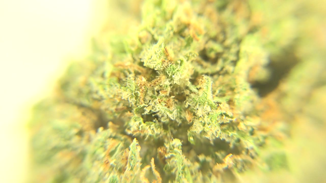 Soft macro view of a yellow-green plant-like object with orange fibers in Westminster, Colorado, with bright edges and no visible people.