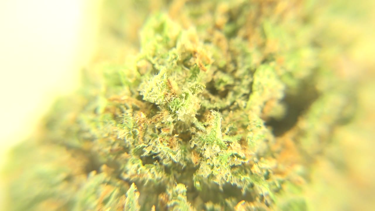 Bright soft-focus plant-like object with green and orange detail.