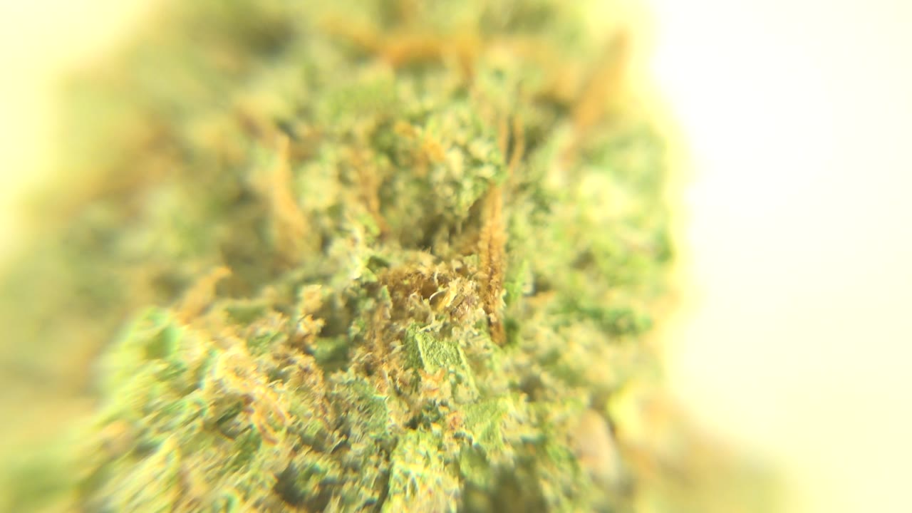 Close-up of a green marijuana bud in Westminster, Colorado, with orange-brown hairs and a soft yellow-white background, no visible people.