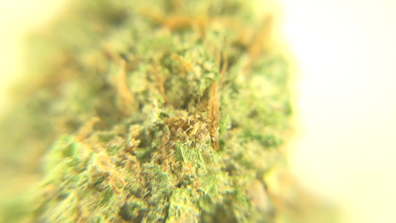 Macro frame of the Westminster marijuana bud with more central trichome texture visible and the outer plant edges blurred, no visible people.