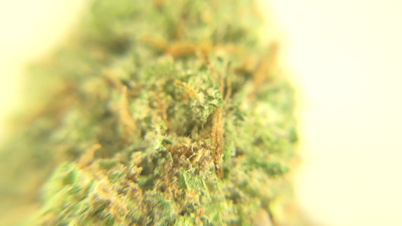 Close-up cannabis bud with green texture and warm plant hairs.