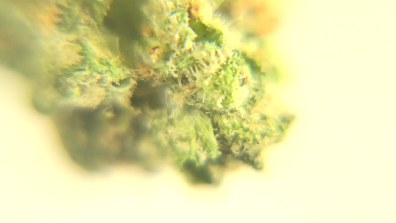Extreme close-up of green broccoli texture under bright microscope-like light in Westminster, Colorado, with no visible people.