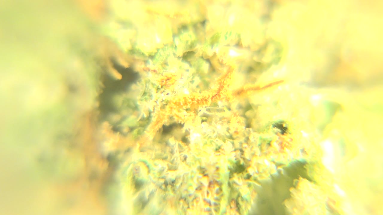 Soft macro view of a green cannabis bud with orange pistils in Westminster, Colorado, with bright yellow-green light and no visible people.