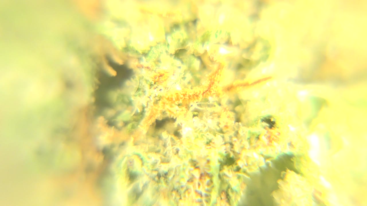 Close cannabis bud detail fills the frame in Westminster, Colorado, with orange hairs and pale green areas falling in and out of focus, with no visible people.