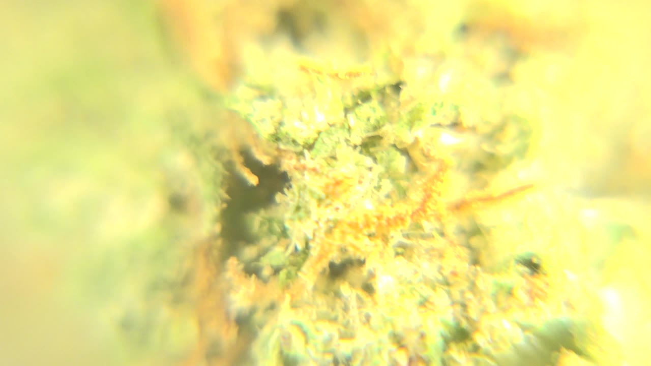 Bright macro cannabis flower with orange pistils