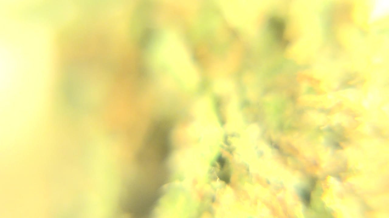 Soft magnified plant detail from Westminster, Colorado with pale green texture, orange flecks, bright yellow haze, and no visible people.