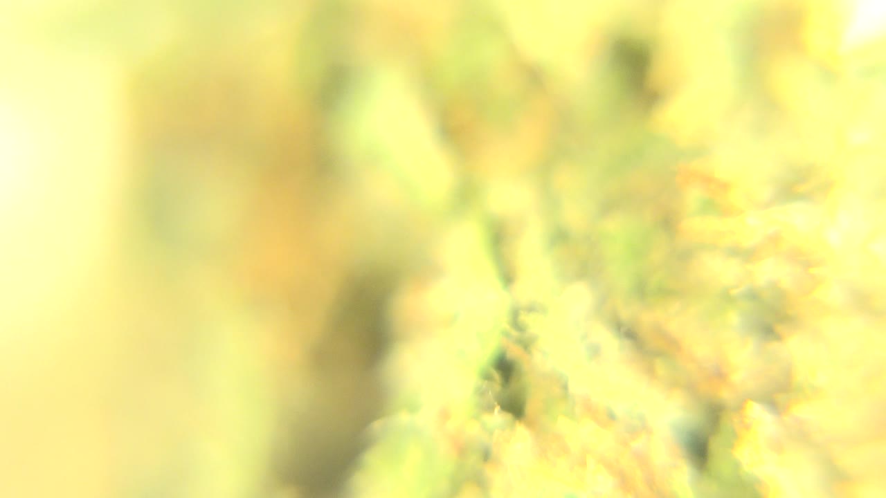 Blurred macro plant surface in Westminster, Colorado with a darker soft vertical area at left, orange plant texture at right, and no visible people.