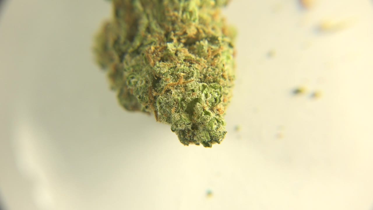 A green and orange cannabis or hemp bud hangs near the top of the frame in Westminster, Colorado footage, with a pale background and no visible people.