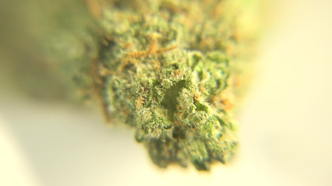Soft macro close-up of a green marijuana bud in Westminster, Colorado, with orange hairs, shallow focus, and no visible people.