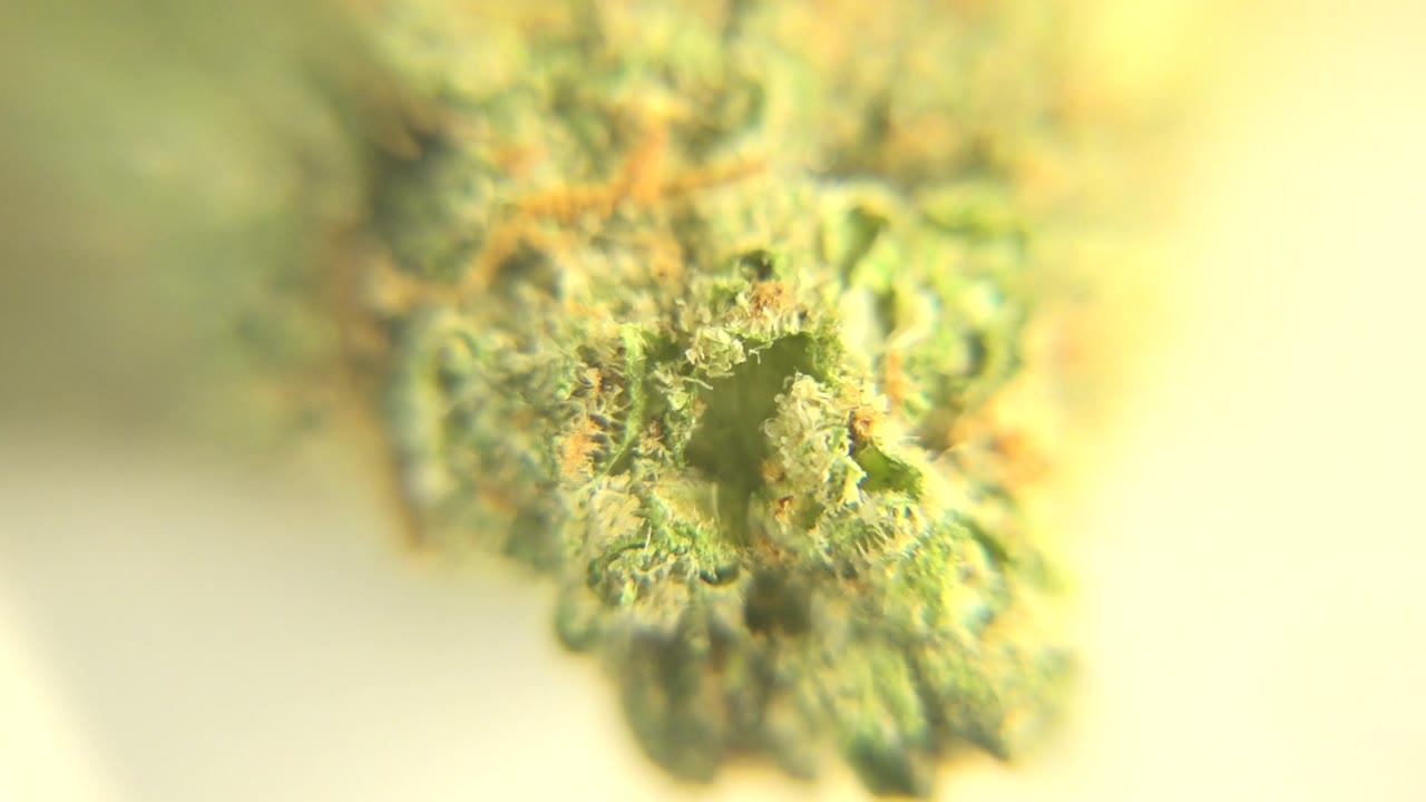 Macro view of a green cannabis bud with orange hairs