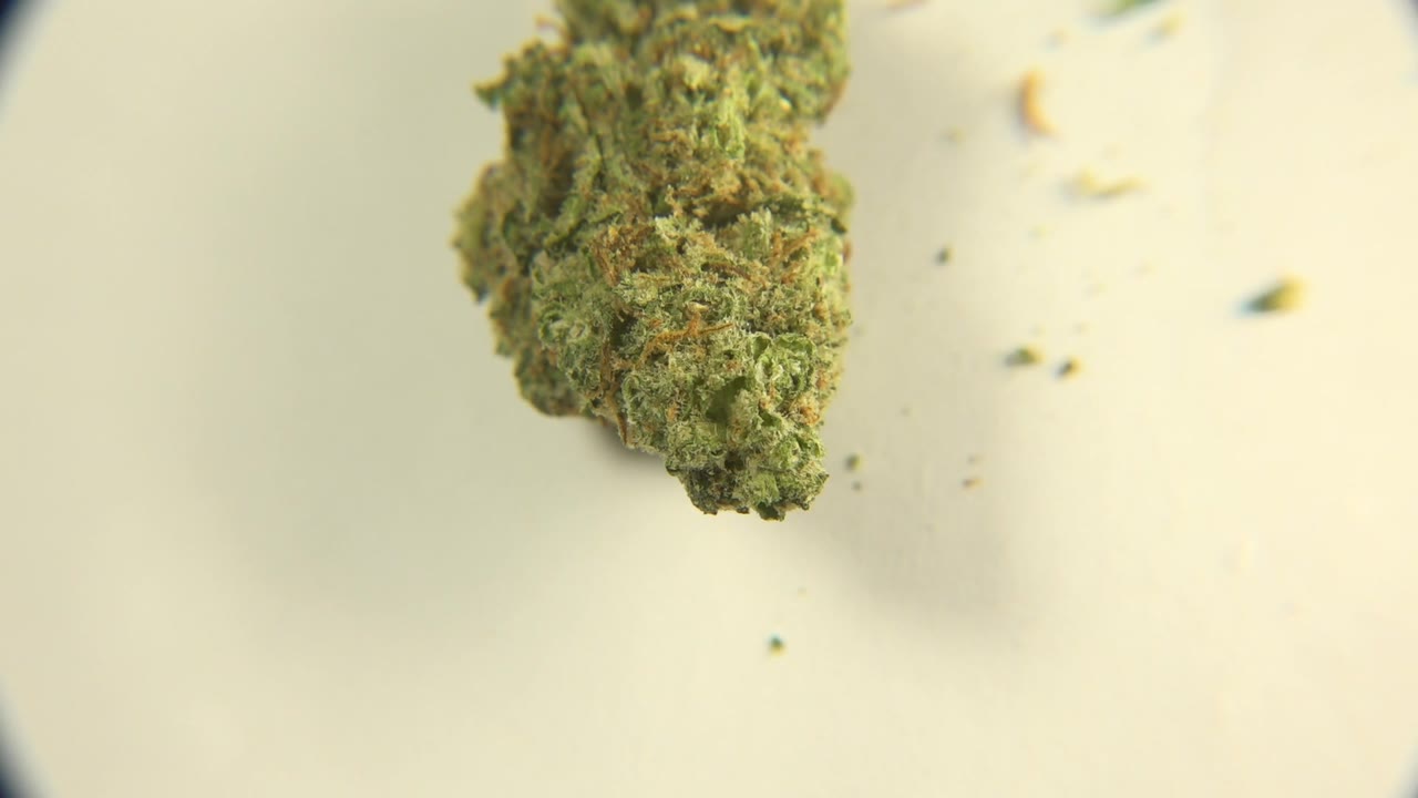 A green fibrous plant clump appears near the upper left on a pale surface in Westminster, Colorado, with small crumbs nearby and no visible people.