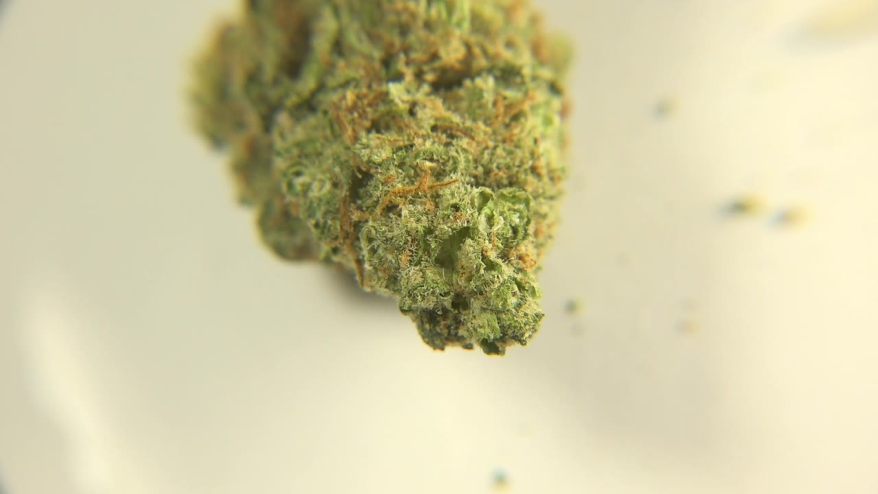 Close view of a green marijuana bud near the top center of the frame in Westminster, Colorado, with a pale cream background and no visible people.