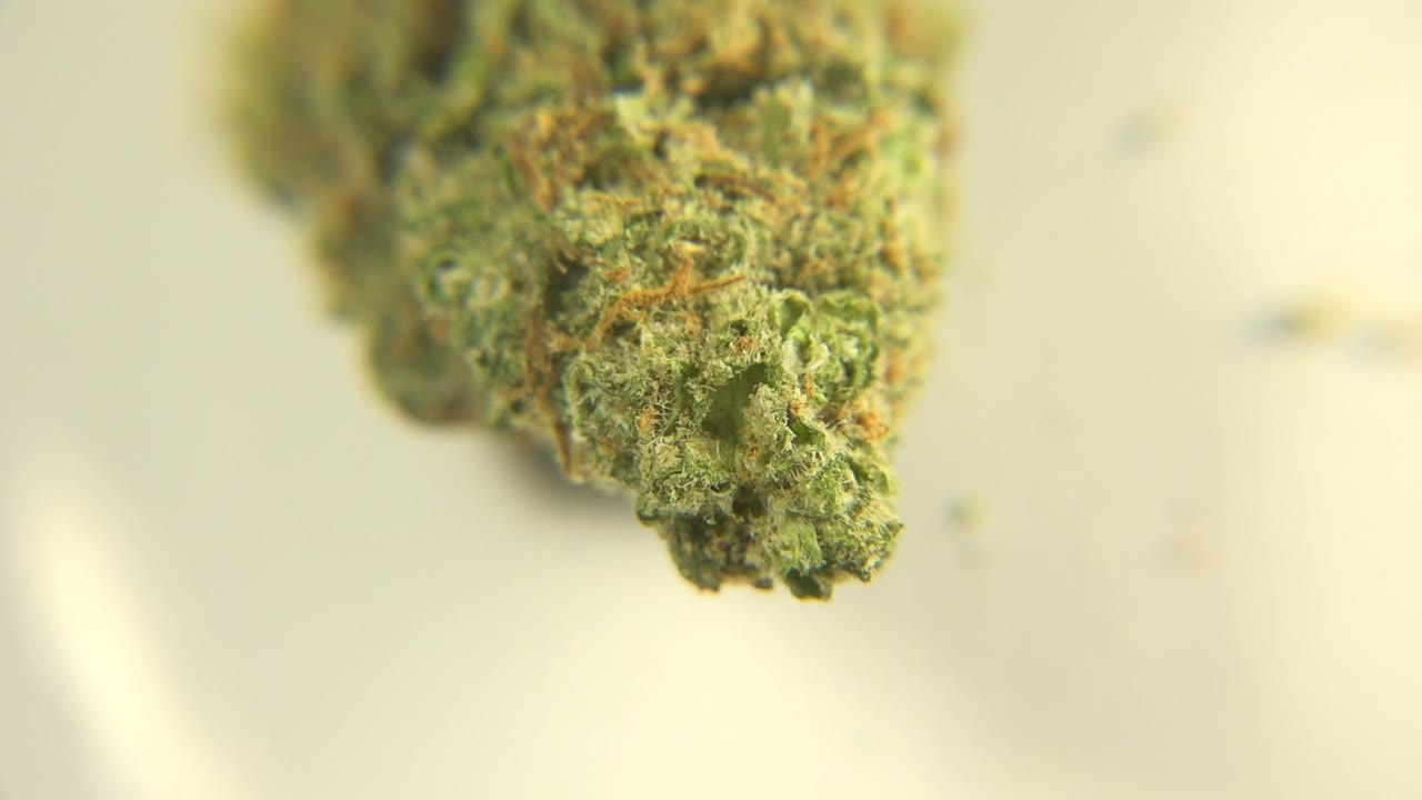 Close marijuana bud with green texture and orange hairs.