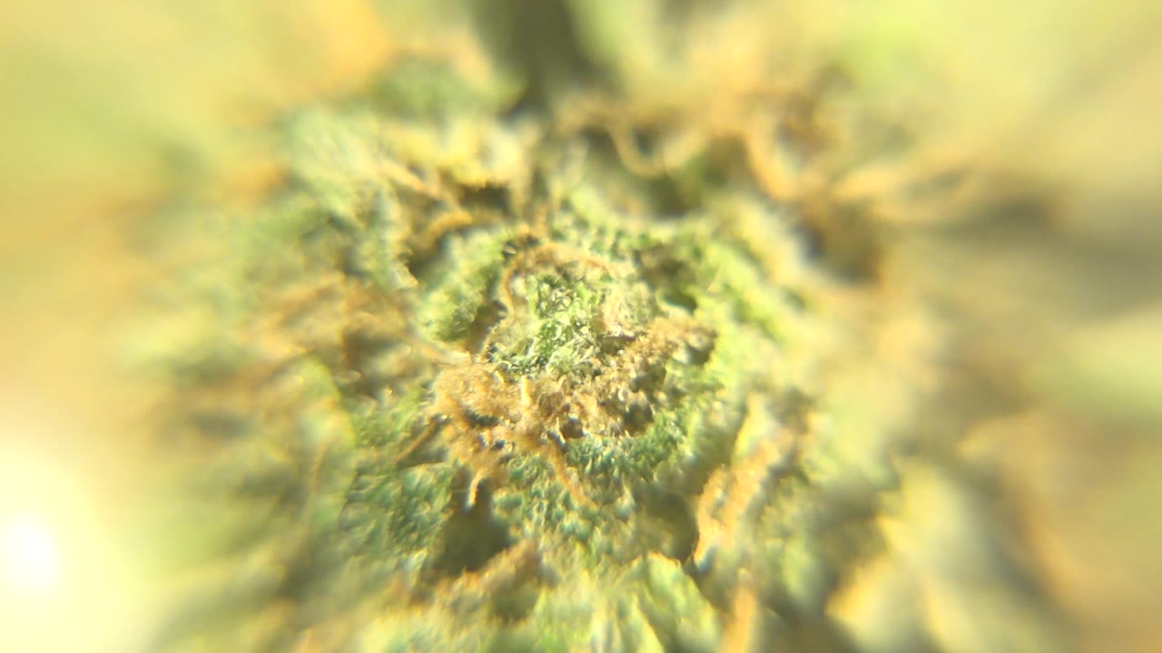 Soft microscopic close-up of yellow and green fibrous texture.