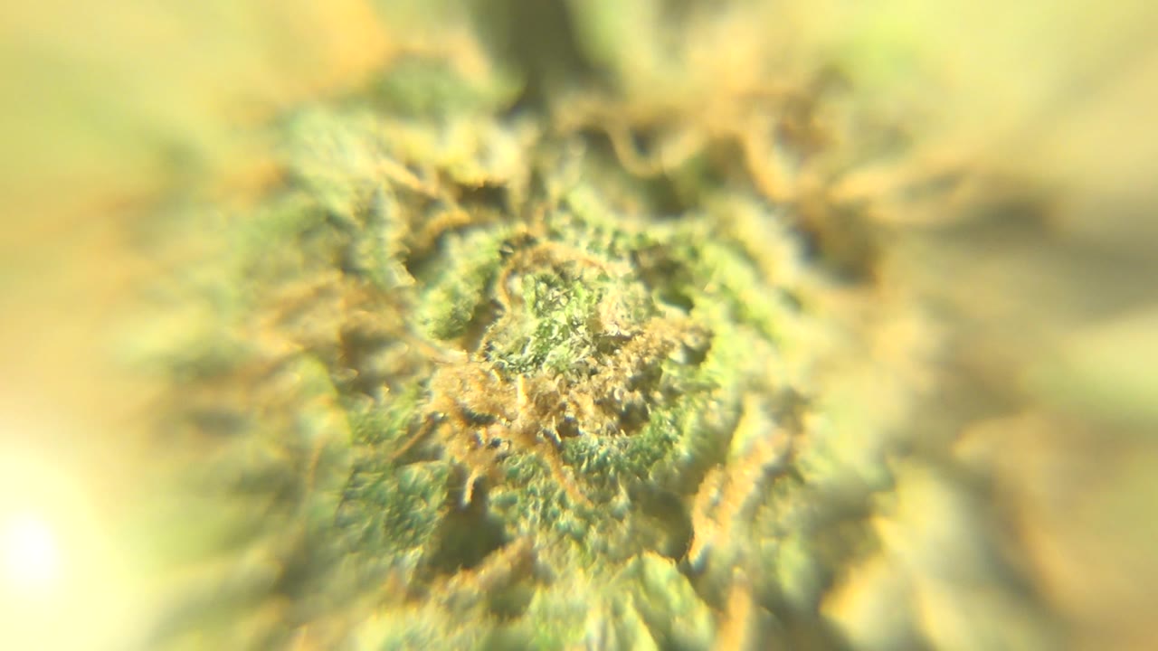 Westminster, Colorado microscope view with orange thread-like strands crossing a green and yellow textured surface, with no visible people.