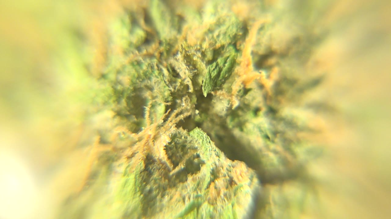 Extreme close-up of a dried cannabis bud in Westminster, Colorado, with green leaf texture, orange hairs, soft yellow-green light, and no visible people.