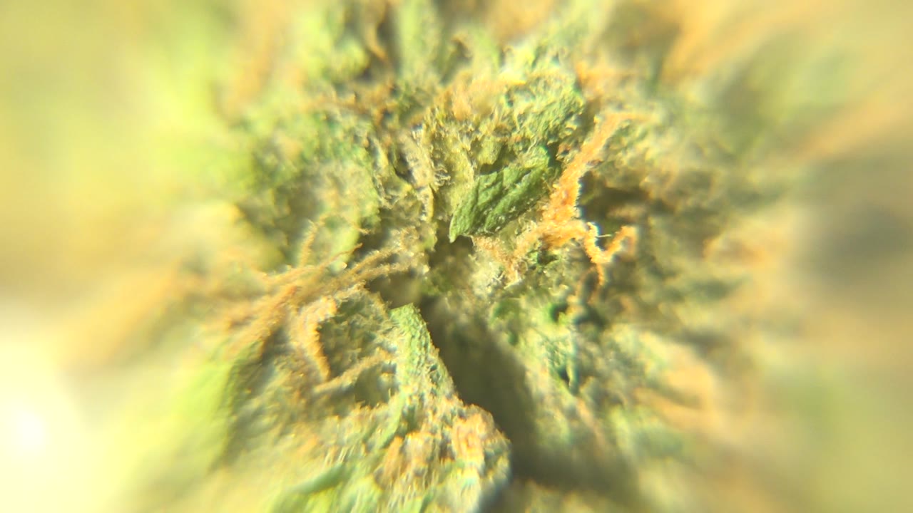 Cannabis bud close-up with orange strands and green texture