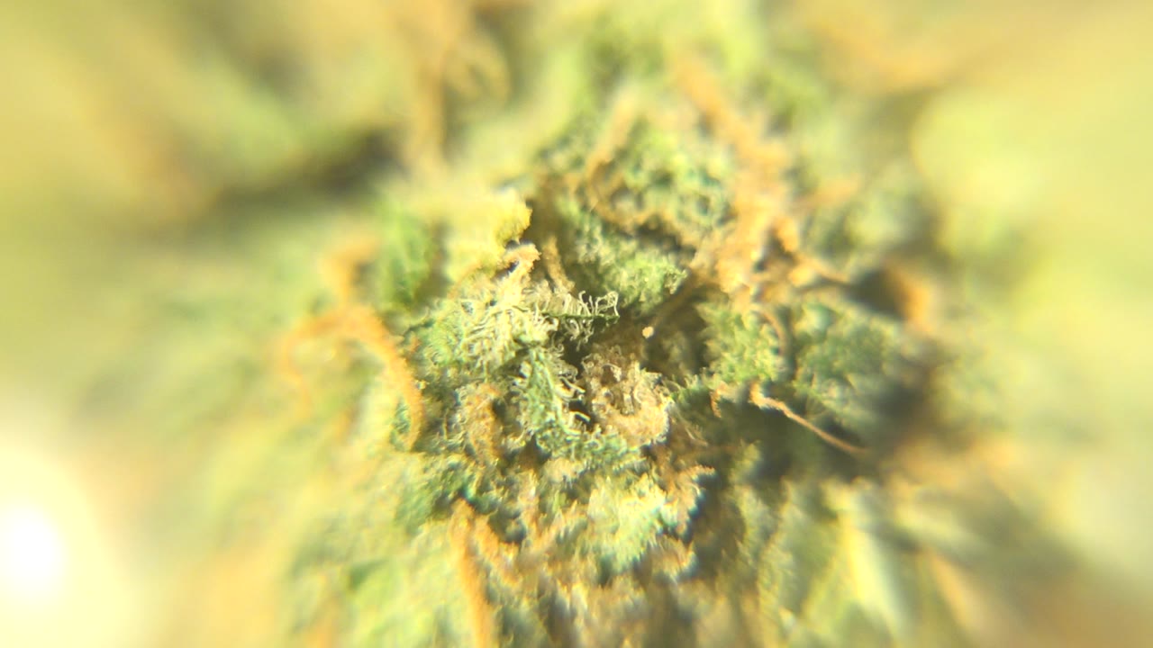 Extreme close view of a green marijuana bud in Westminster, Colorado, with orange hairs and blurred yellow-green plant texture, no visible people.