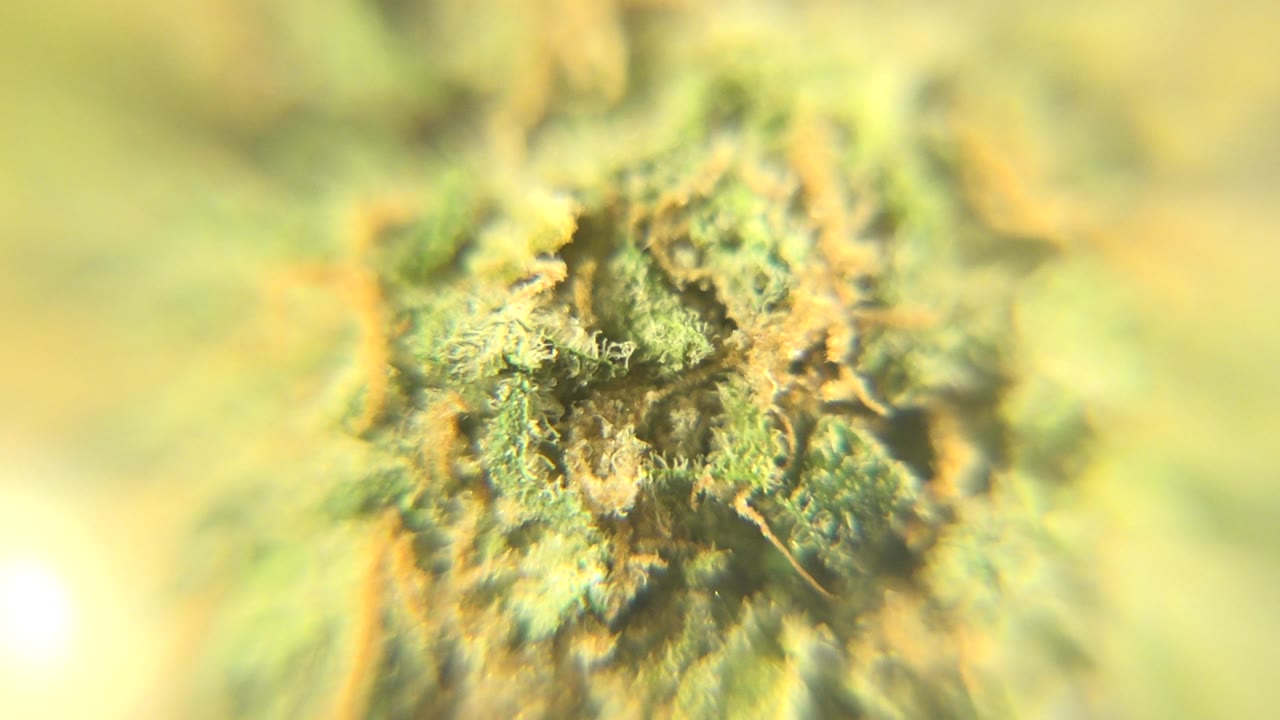 Tight marijuana bud detail against a blurred yellow-green background.
