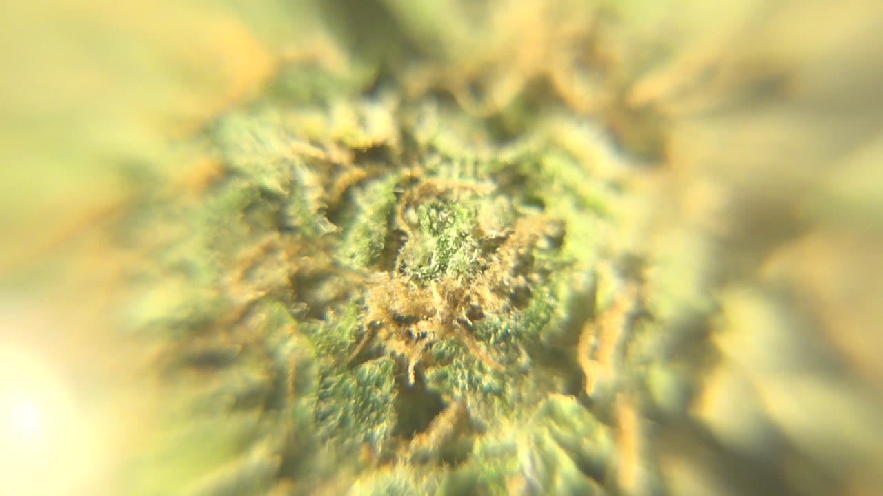 Soft close-up of a green cannabis bud in Westminster, Colorado, with orange-brown pistils and blurred yellow-green plant detail around it, no visible people.