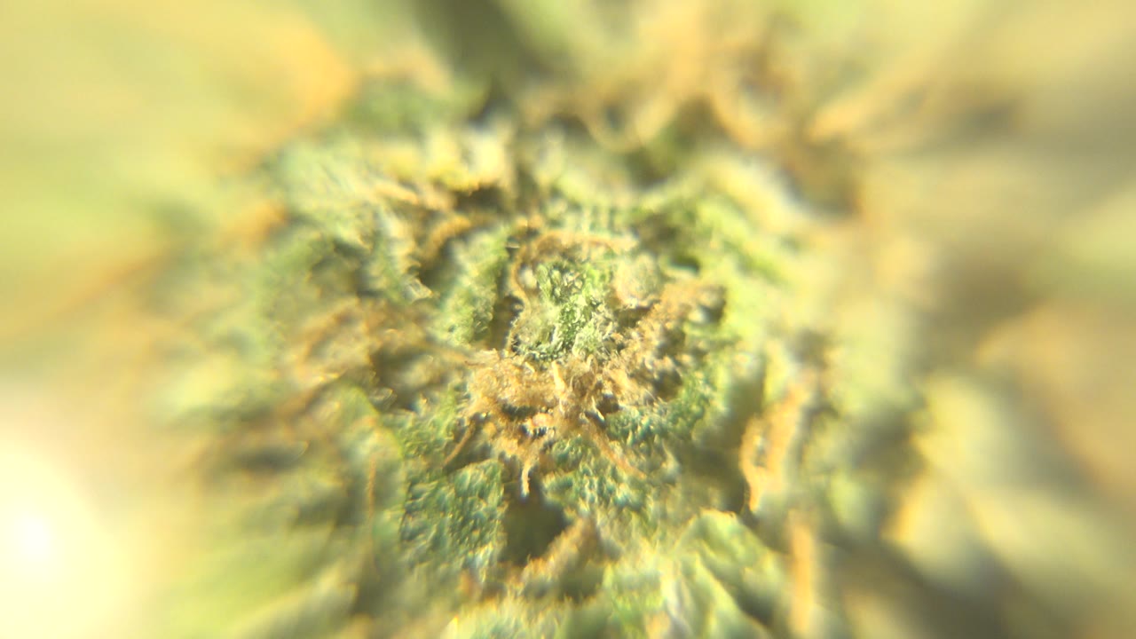 Centered cannabis bud in Westminster, Colorado, with fuzzy green texture, orange pistils, and a creamy blurred background, no visible people.