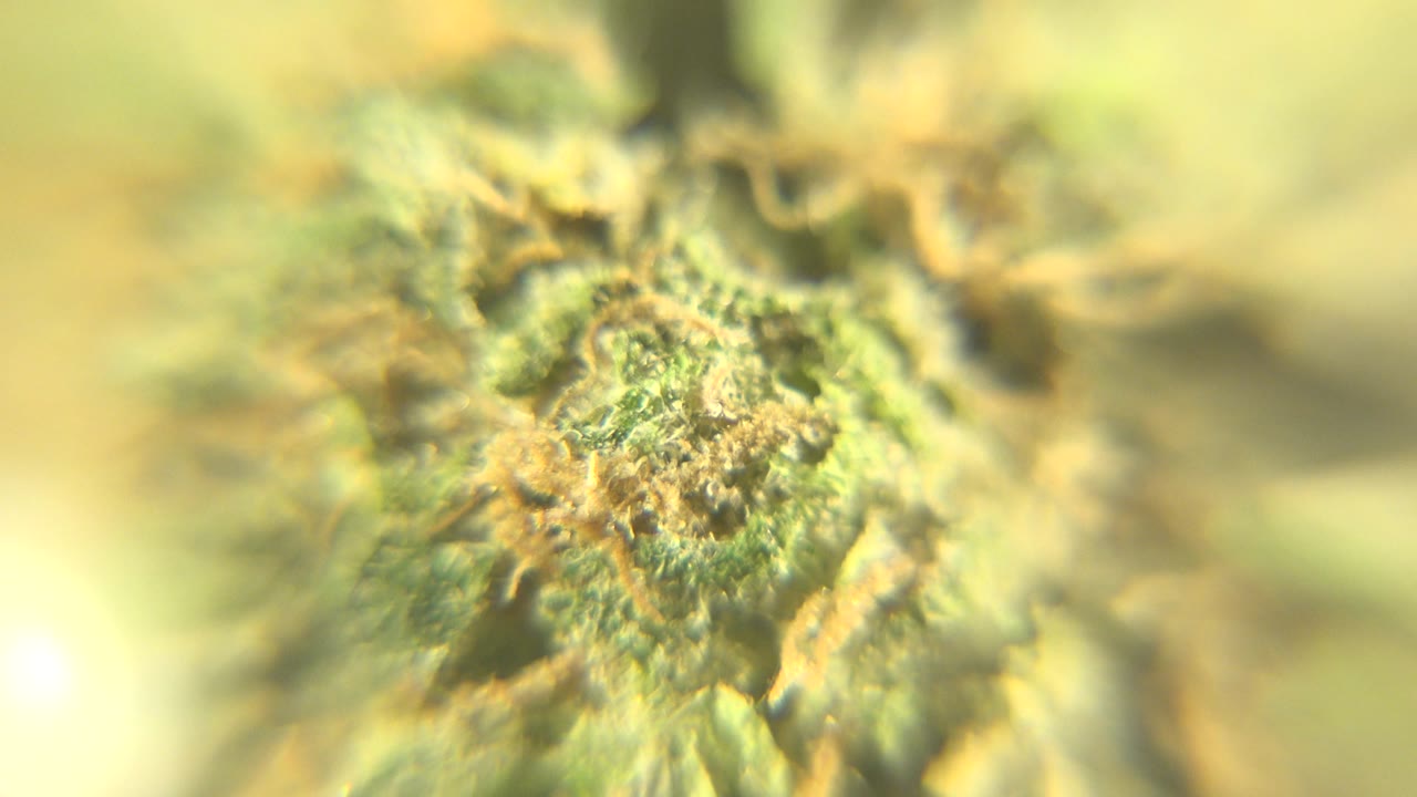 Close cannabis flower detail with pale green blur.