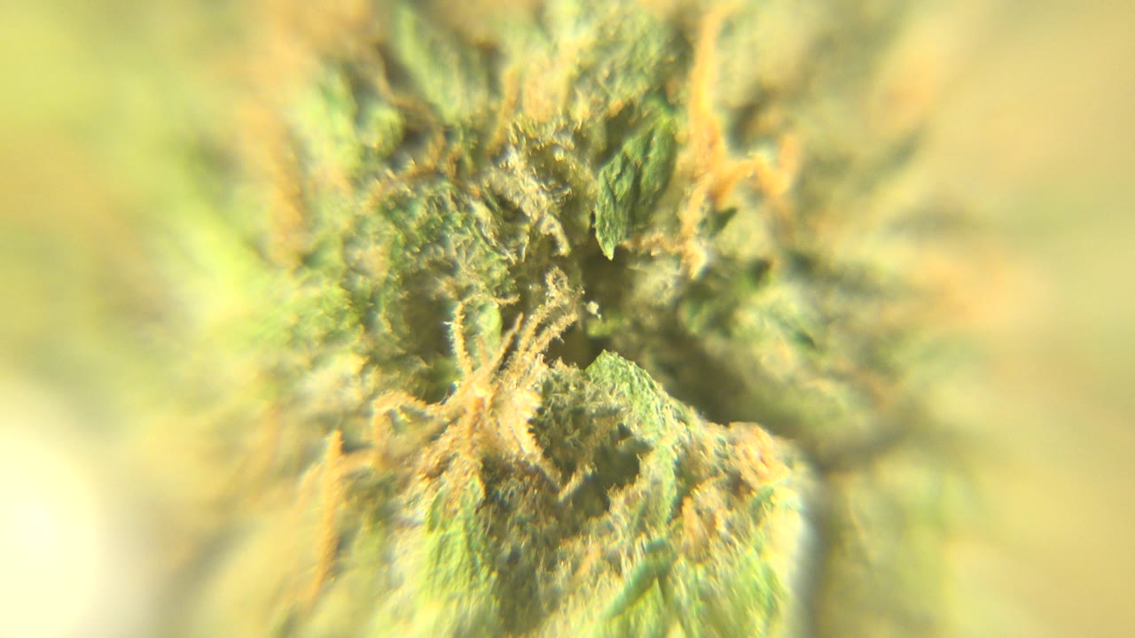 Soft-focus green plant material with orange hairlike strands fills the frame in Westminster, Colorado, with no visible people.