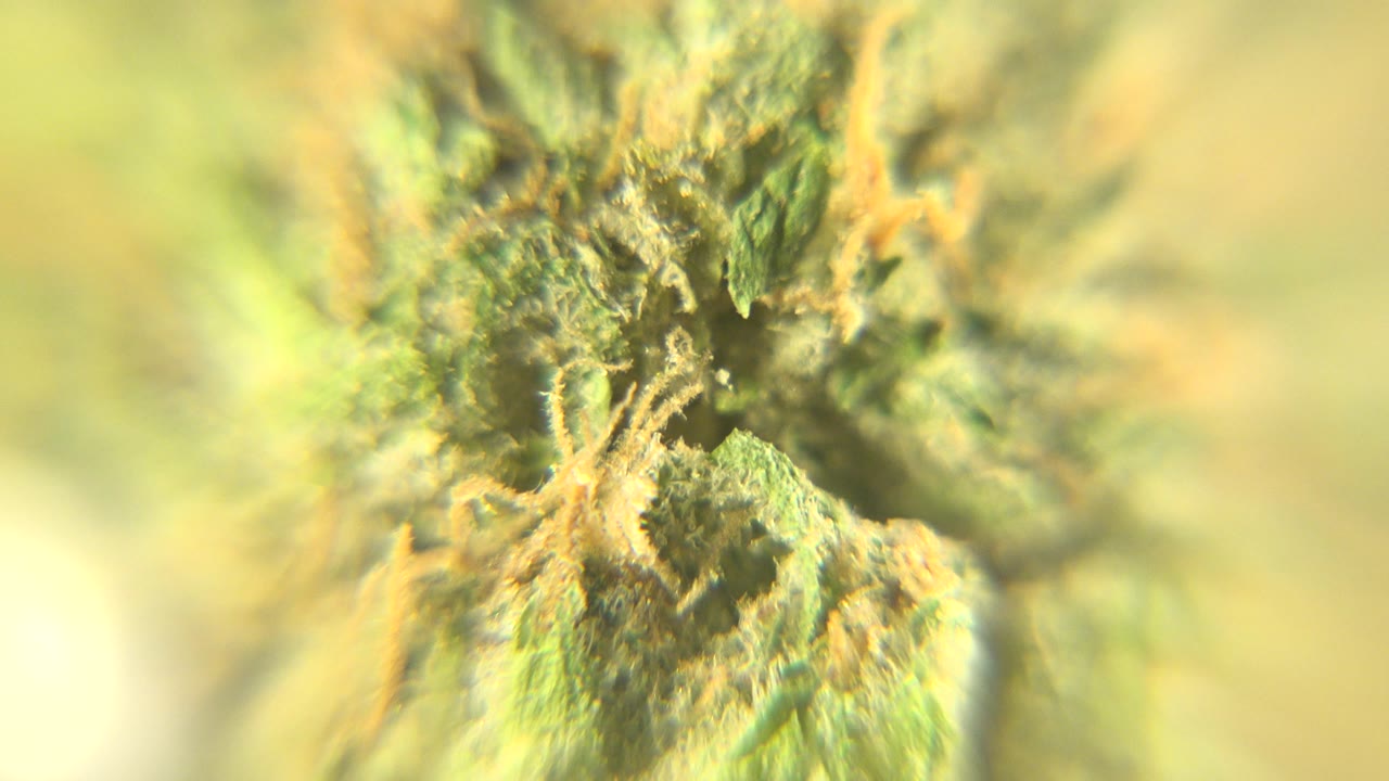 A closer central cluster of green textured plant matter appears under warm yellow-green light in Westminster, Colorado, with no visible people.