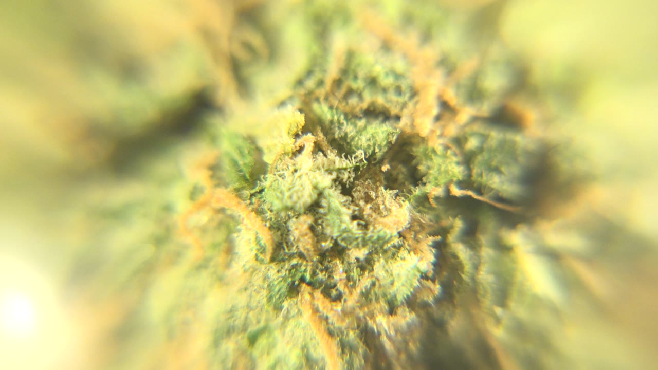 Extreme close-up of a green and yellow textured organic-looking surface with orange fibers in Westminster, Colorado, with shallow focus and no visible people.