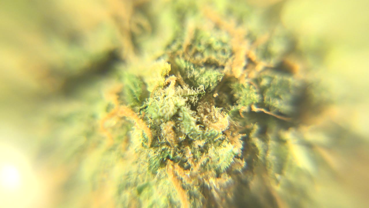 Close macro view of a raised green textured cluster with yellow cast and orange strands, recorded in Westminster, Colorado, with no visible people.