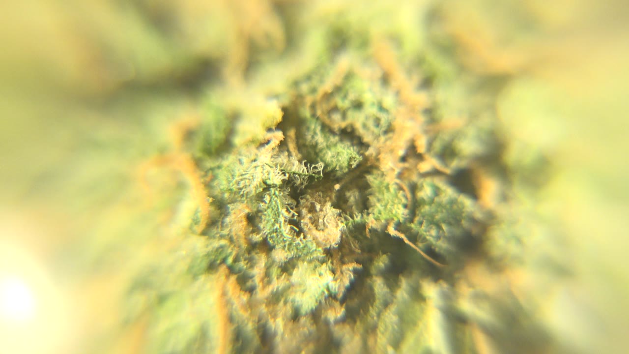 Soft macro detail with green surface and amber fibers