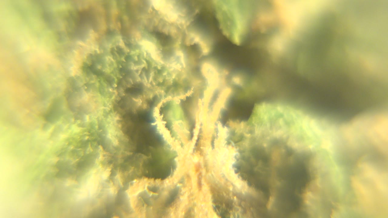 Soft macro view of green plant material and pale fibers.