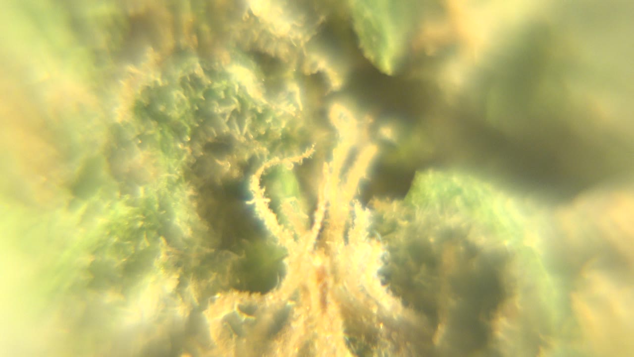 Blurred macro frame with green leaf edges and yellow fibrous plant detail in Westminster, Colorado, with no visible people.