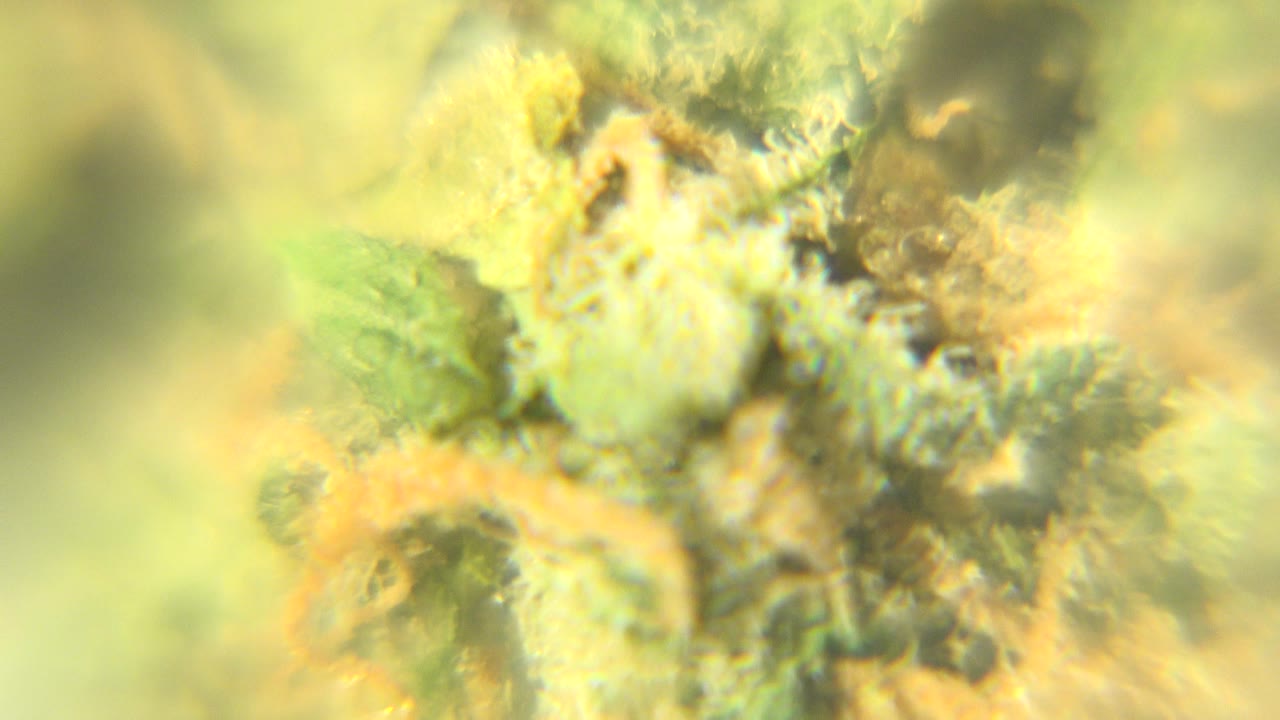 Soft macro close-up of dried green and orange plant fibers in Westminster, Colorado, with no visible people.