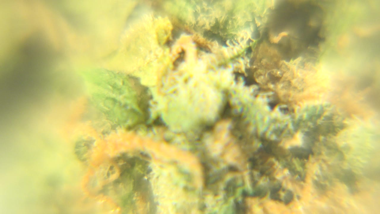 Blurred close view of fuzzy dried plant material with pale yellow highlights and no visible people in Westminster, Colorado.