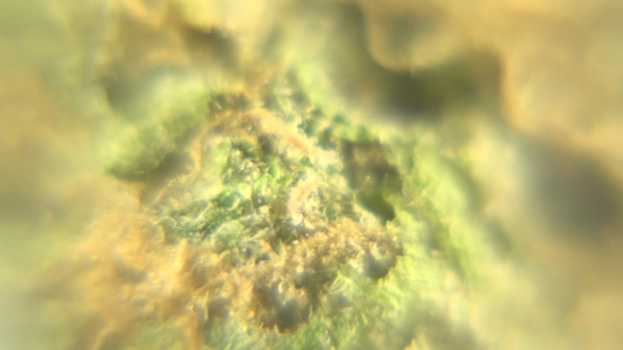 Soft-focus macro view of a cannabis bud in Westminster, Colorado, with yellow-green plant texture and no visible people.