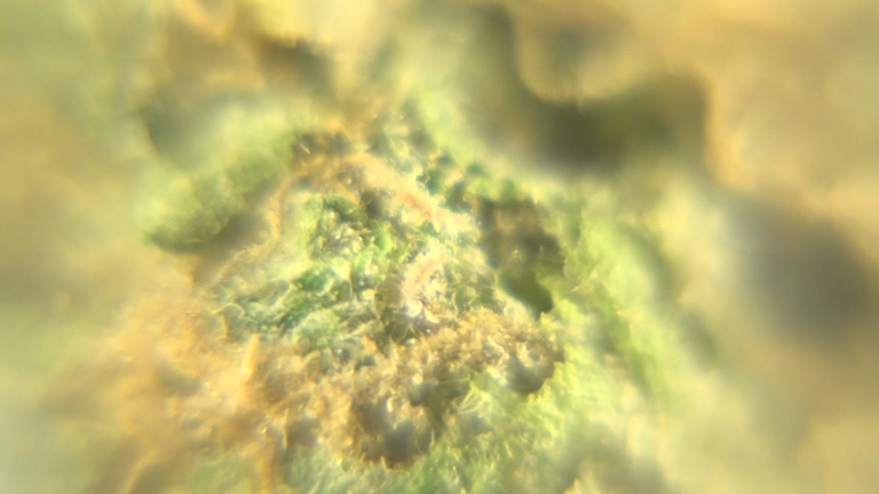 Close macro detail of the cannabis plant in Westminster, Colorado, with pale pistils near the bud and no visible people.