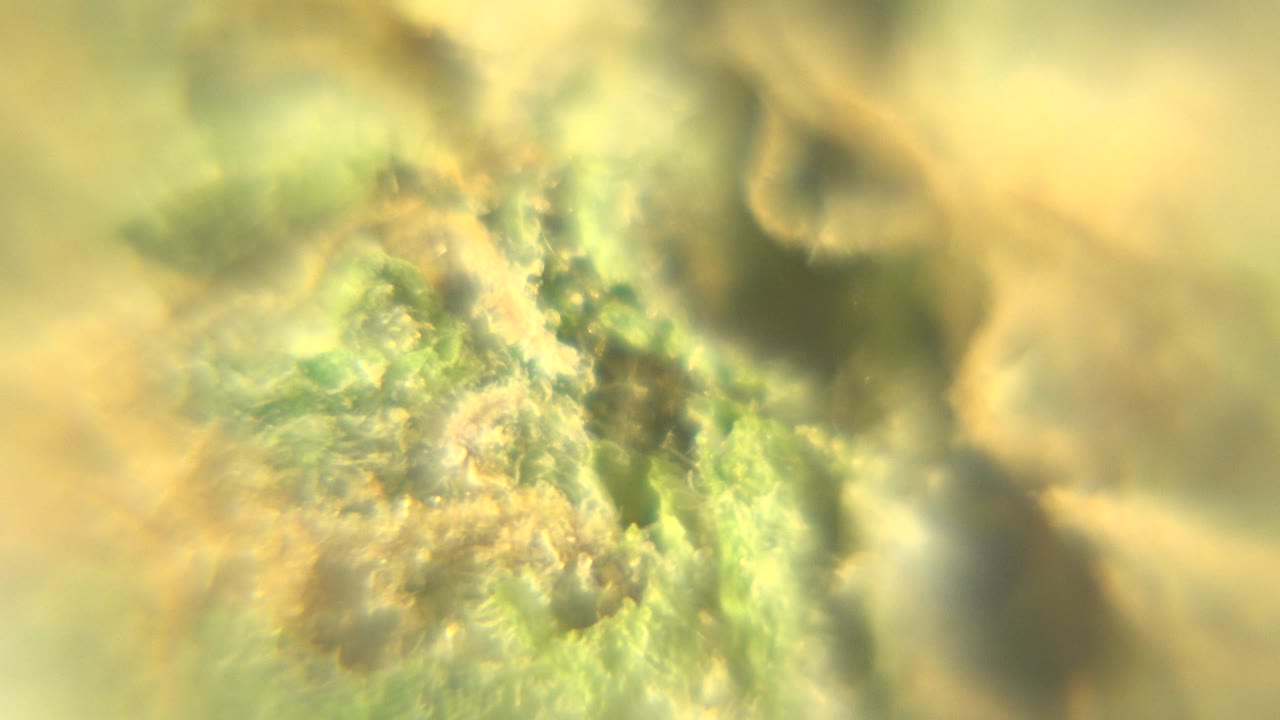 Cannabis bud seen through warm shallow-focus blur.