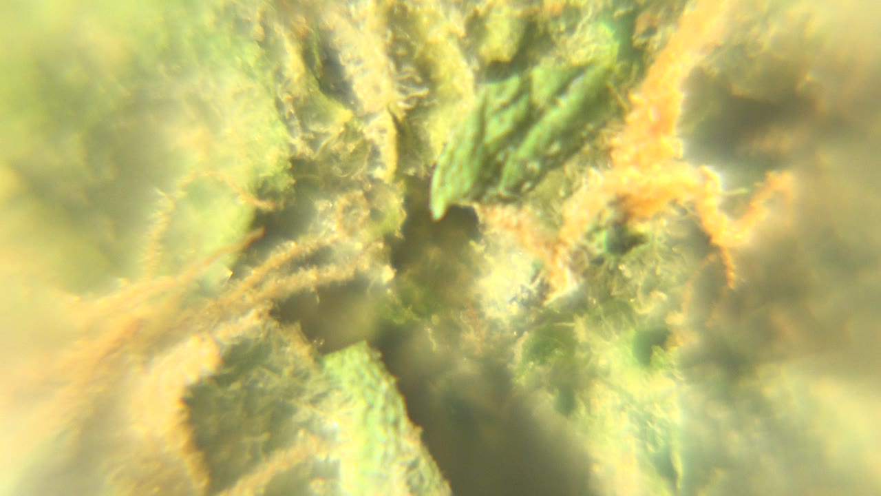 Macro view of a green marijuana flower in Westminster, Colorado, with orange pistils crossing the upper center and no visible people.