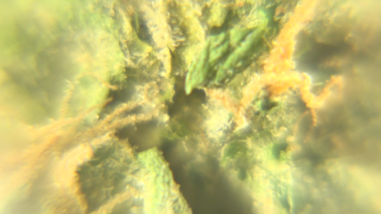 Close-up of the marijuana flower surface in Westminster, Colorado, with pale textured plant matter, green leaf shapes, orange pistils, and no visible people.