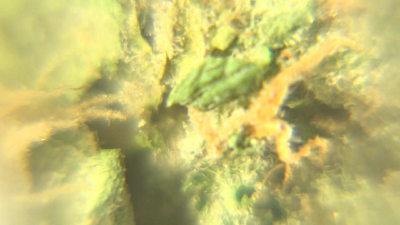 Soft macro cannabis bud with darker center shadow