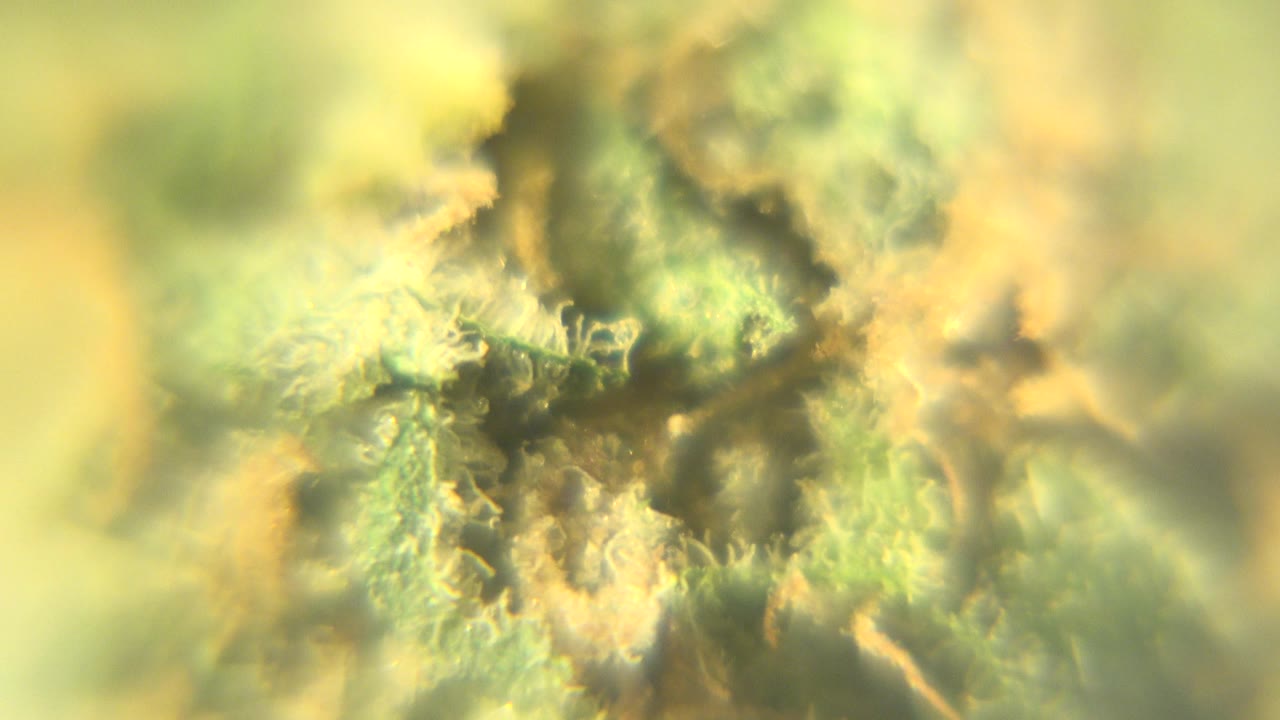 Soft macro view of green and orange dried cannabis filling the frame in Westminster, Colorado, with no visible people.