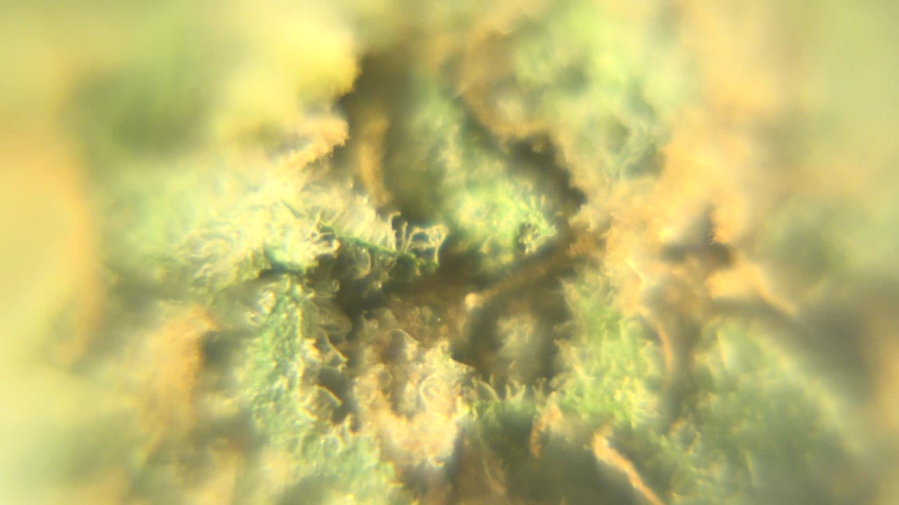 Close macro detail of dried cannabis with orange hairs and green clustered texture in Westminster, Colorado, with no visible people.