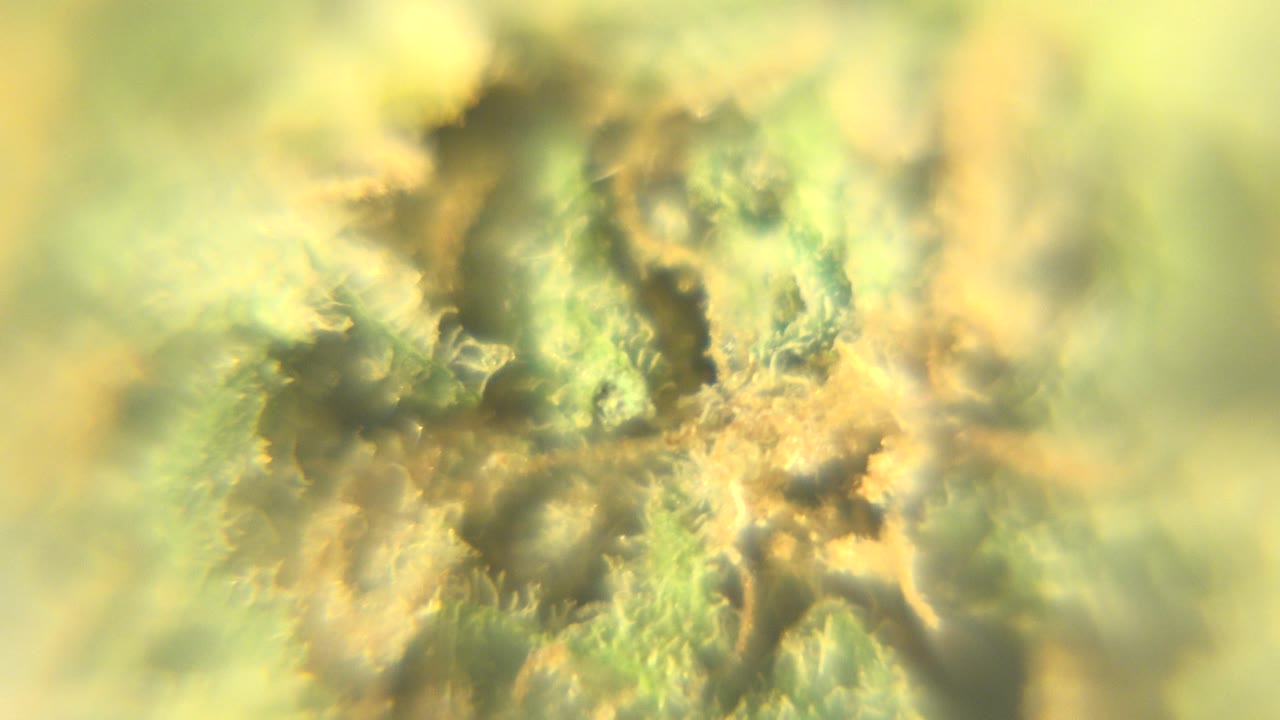 Blurred macro cannabis bud with green and tan-orange details