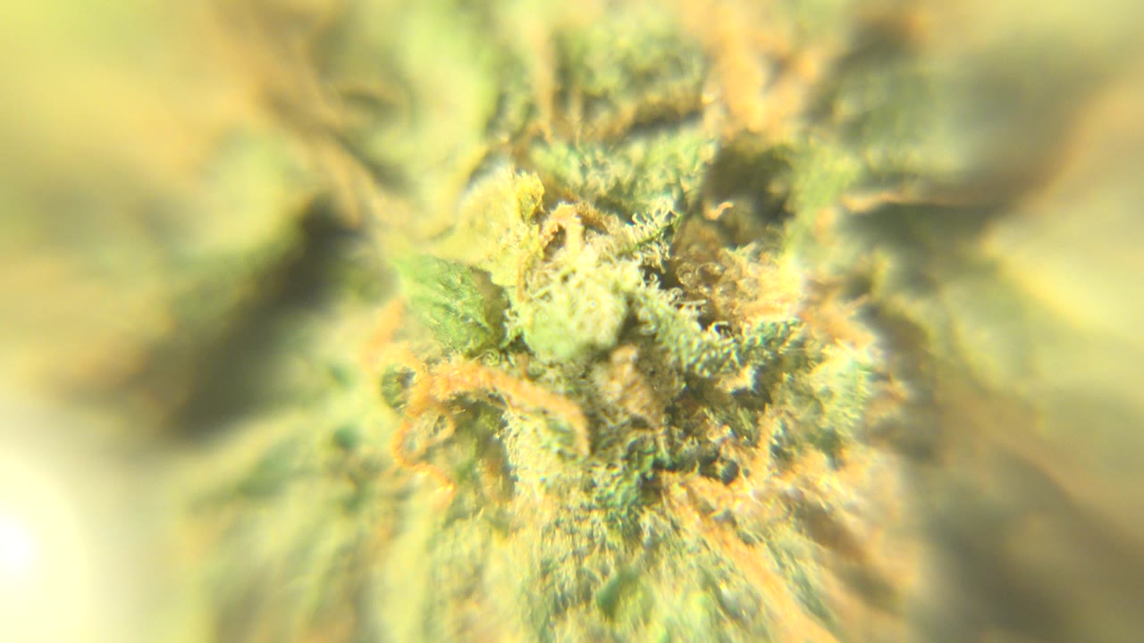 Macro view of a green cannabis bud with orange-brown hairs and soft yellow-green blur in Westminster, Colorado, with no visible people.
