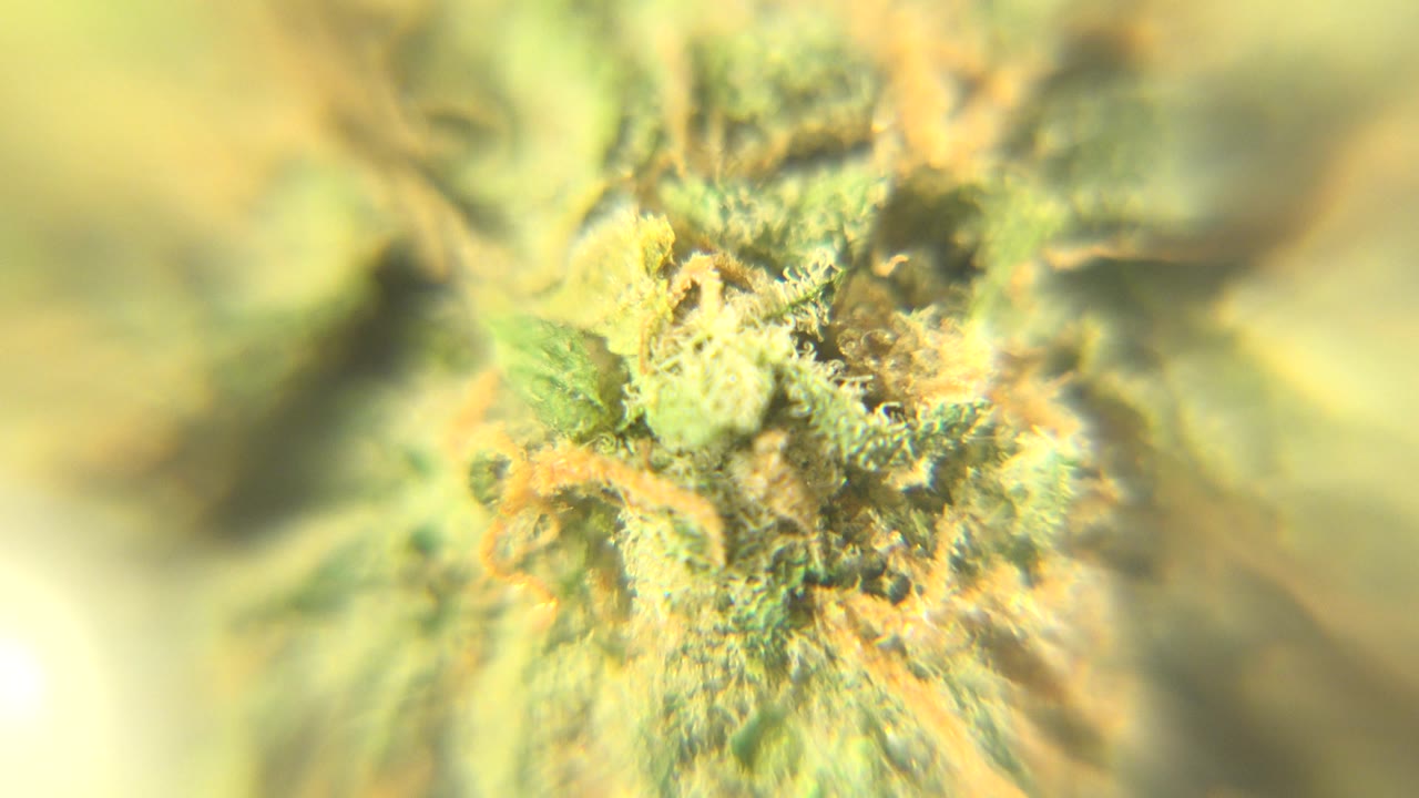 Magnified cannabis flower detail sits near the center of the frame with green leaf texture, amber hairs, and no visible people in Westminster, Colorado.