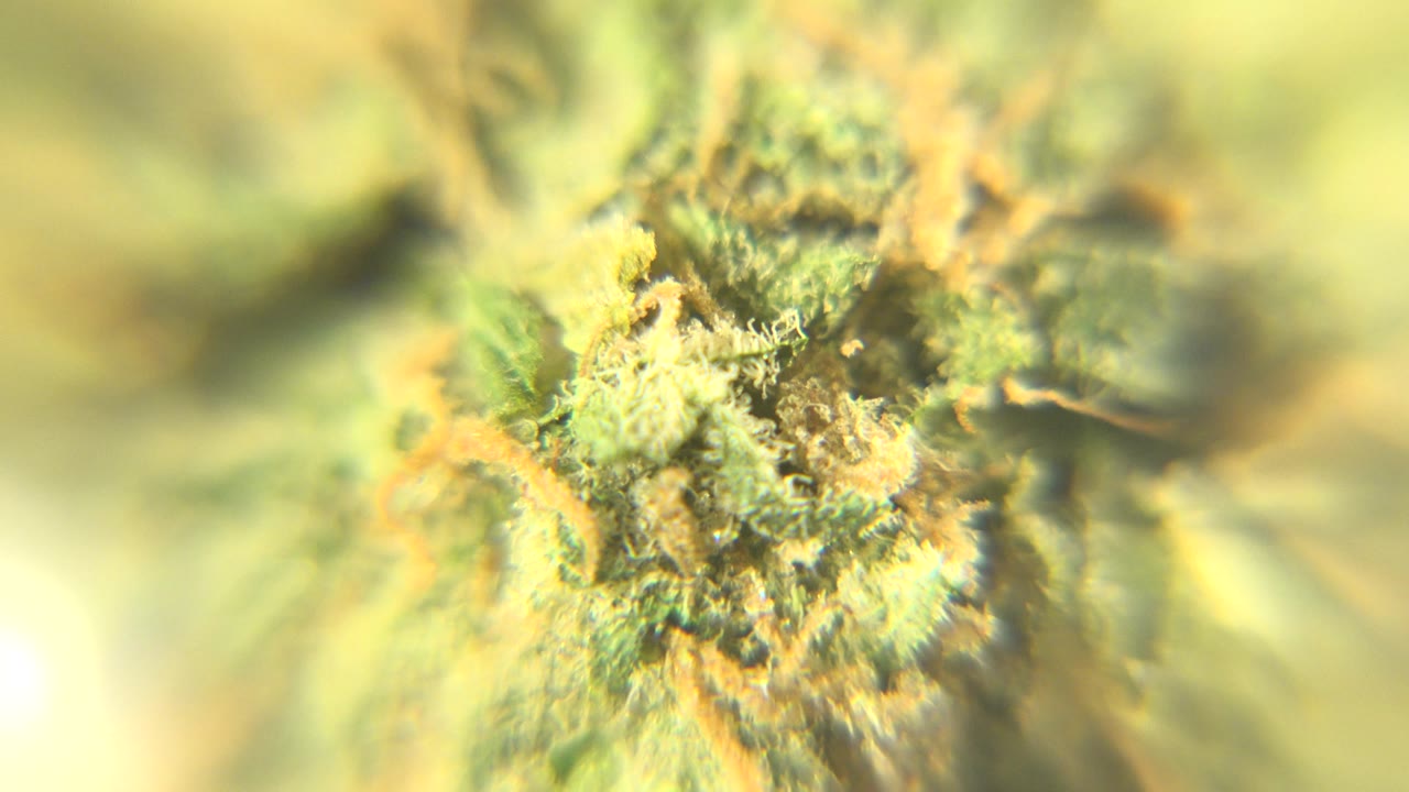 Cannabis bud closeup with fuzzy texture and pale green edges