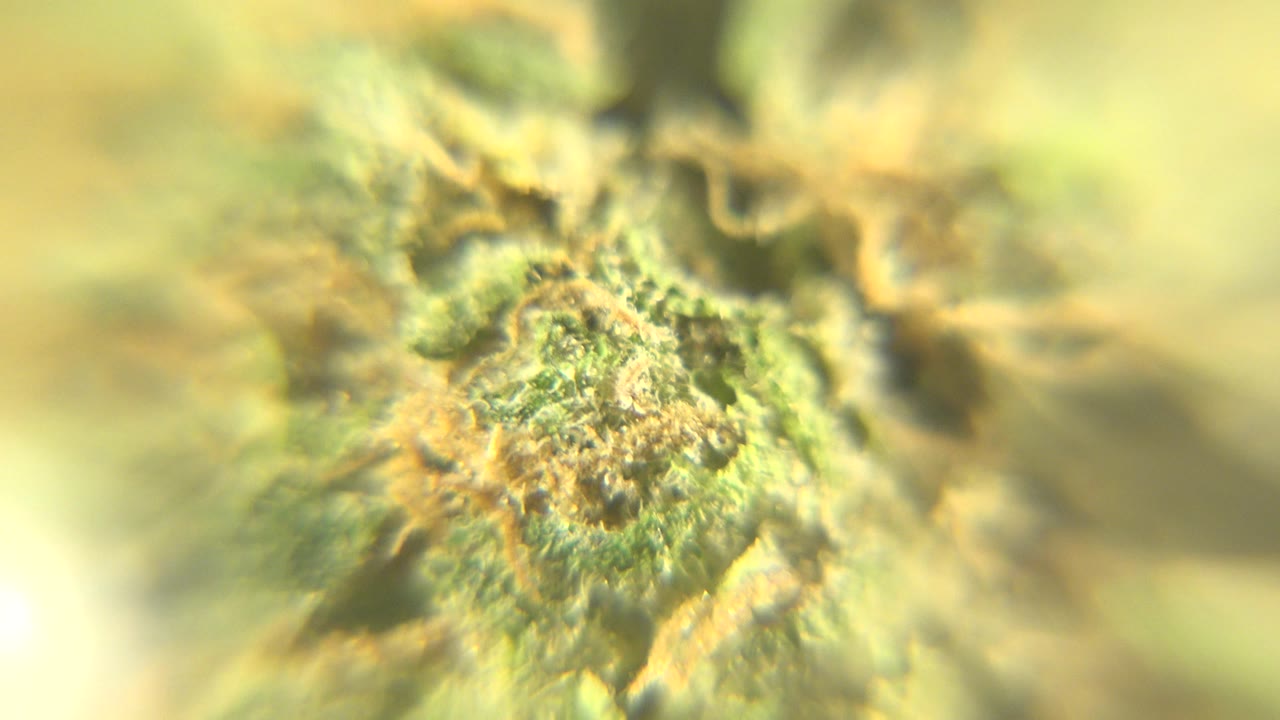 Soft-focus close-up of green and tan fibrous plant-like material in Westminster, Colorado, with bright yellow highlights and no visible people.