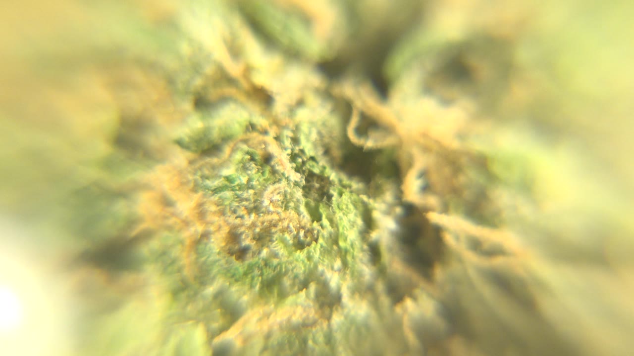 Green fibrous surface with tan details and yellow light.