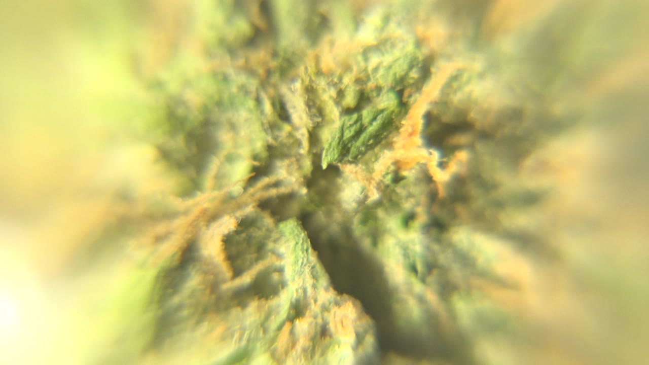 At 0:00, a soft macro view fills the frame with rough green texture, orange hairlike strands, pale highlights, and no visible people in Westminster, Colorado.